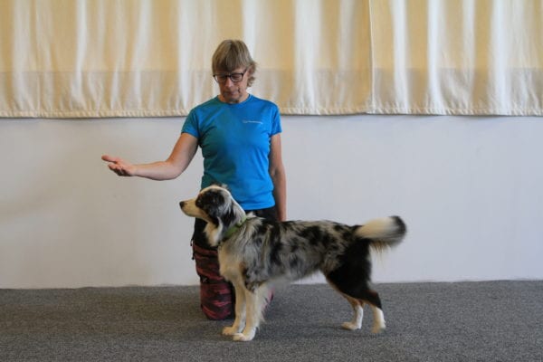 Vardagslydnad, träning för hund
