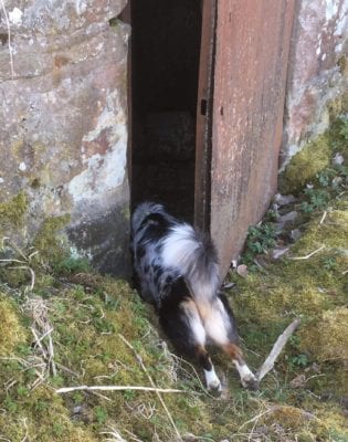 Hund tränar eftersök och nosework