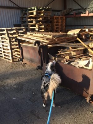 Nose work-träning pågår