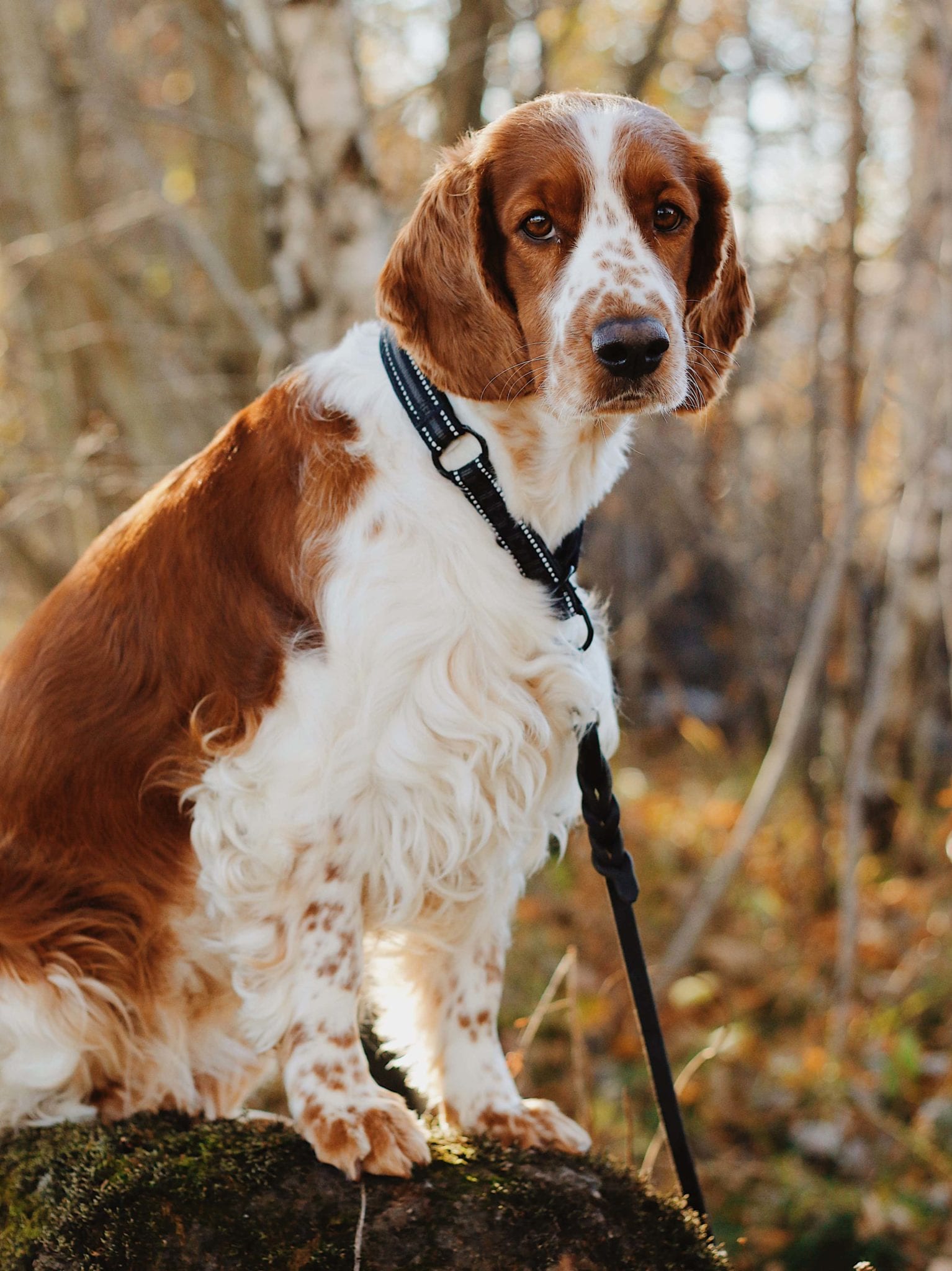 B8147959-8641-4C46-A1F3-C10F2A674B4C Positiva Hunden ger dig och din hund bra träning