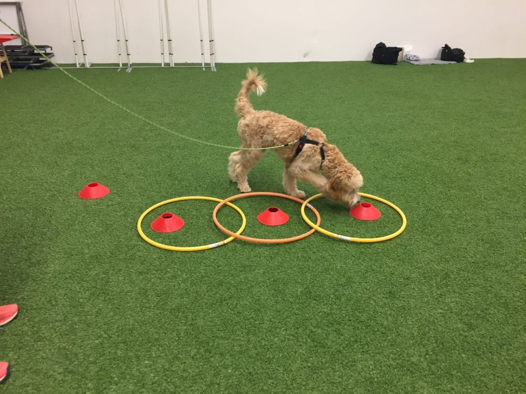 Hundträning i innehall