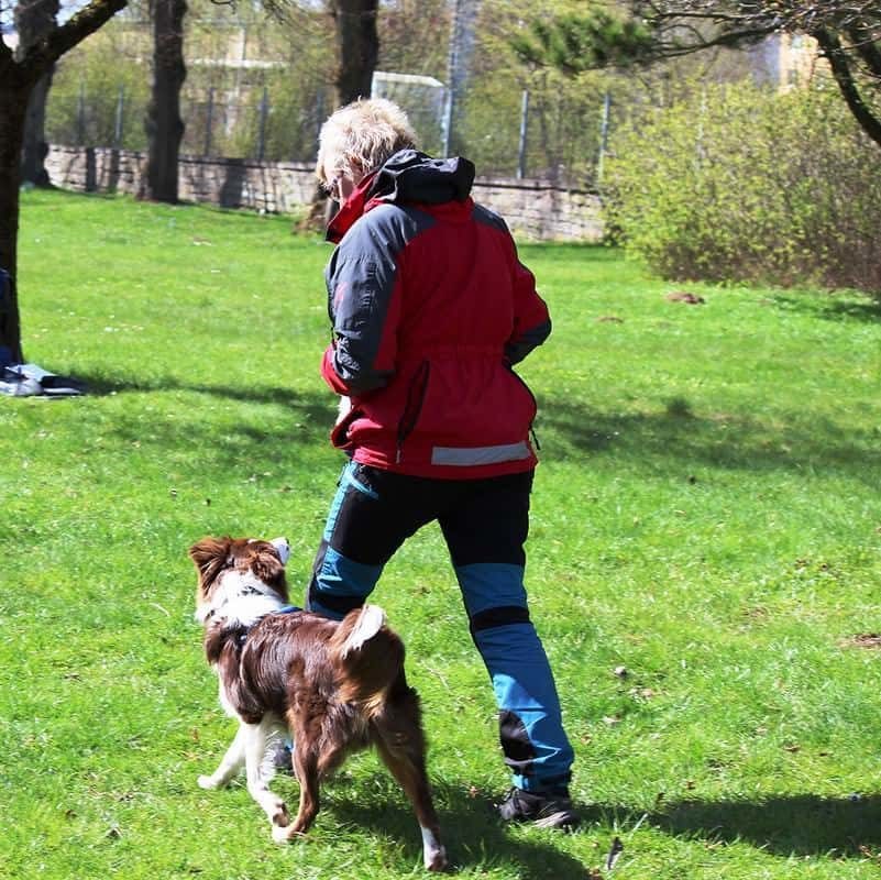 Träna din valp på Hundskolorna i Skövde