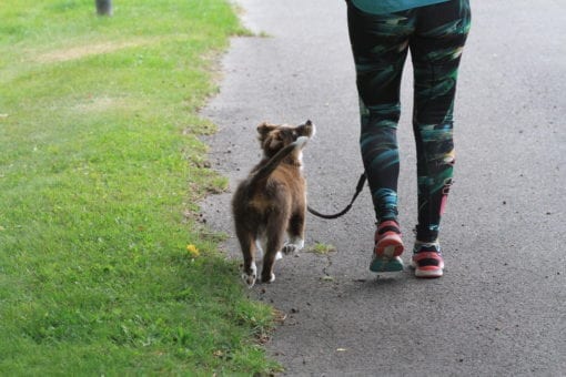 Hund som tränar att gå fot