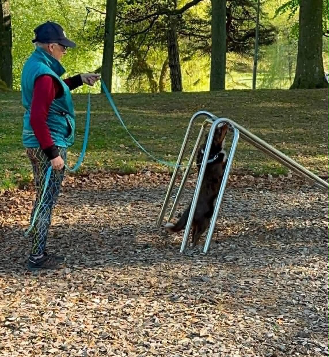 Nose Work Coachgrupp Tävling 8 sep kl 16,00