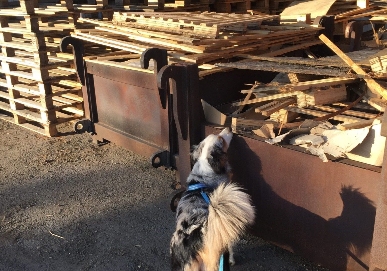 Nose work-träning pågår