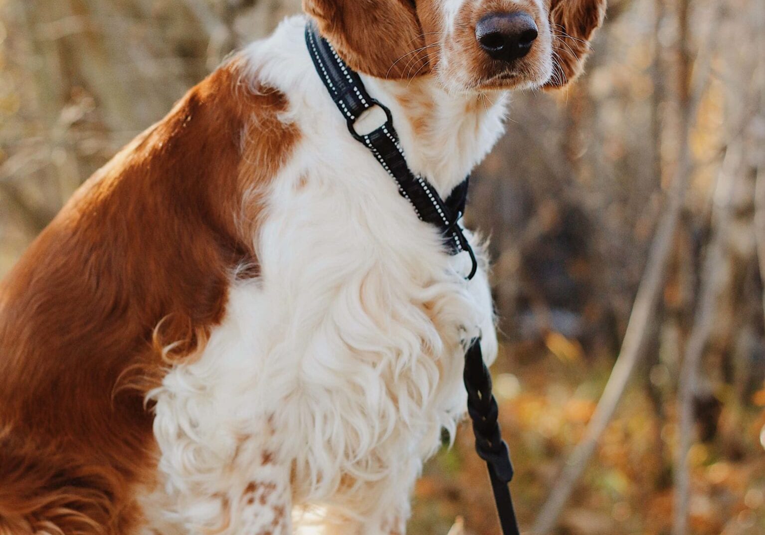 Positiva Hunden ger dig och din hund bra träning