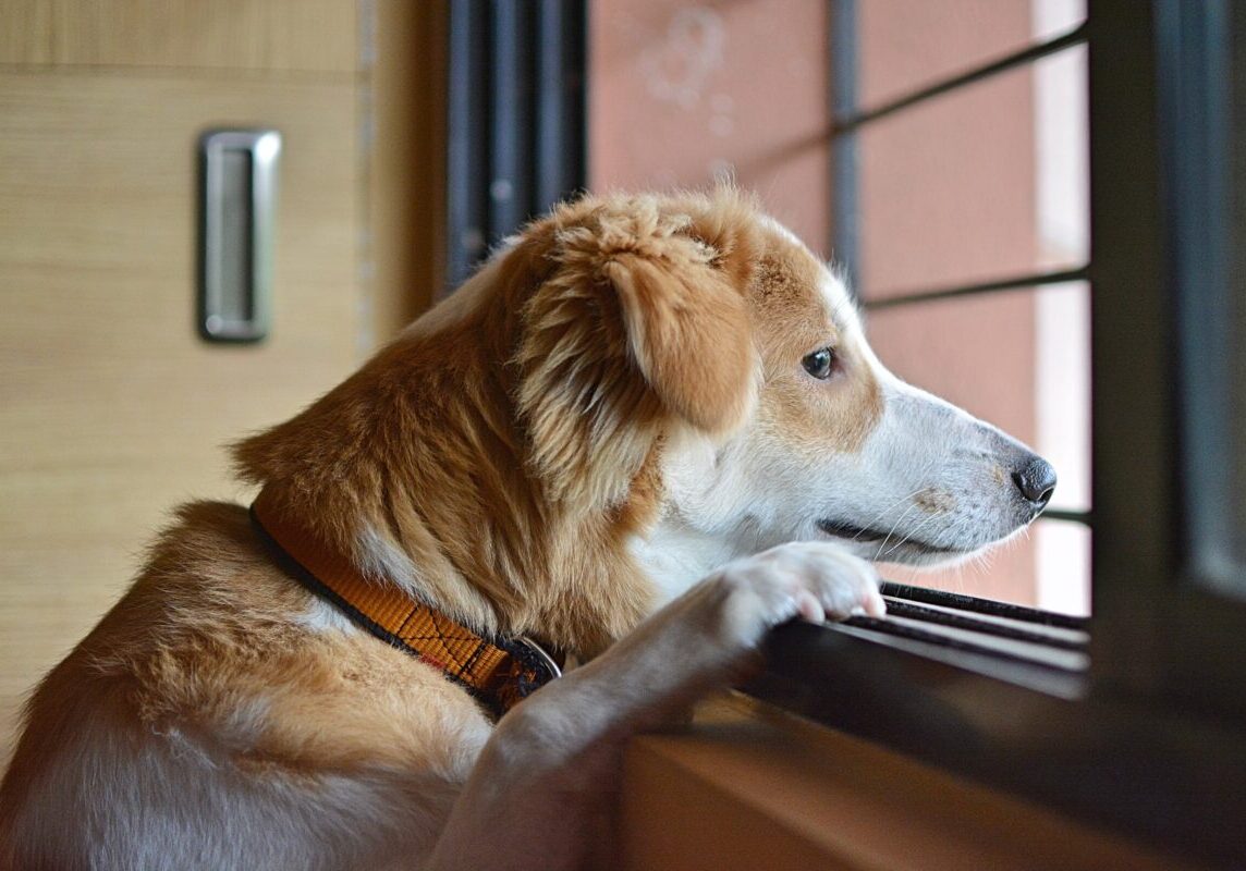 separationsangest-hos-hund Separationsångest hos hund – tecken och lösningar
